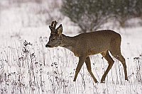 Rehbock auf verschneiter Wiese