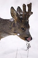 Rehbock Kopfportraet im Schnee