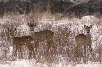Reh Rudel im Schnee vor Wald