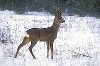 Rehbock im Schnee
