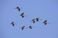 Kranich Trupp am blau Himmel