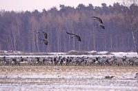 Kraniche im Schnee rastend