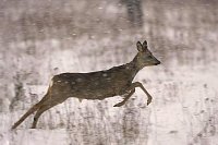 Rehbock springend Schneefall