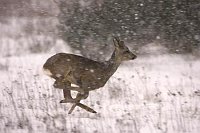 Rehbock im Galopp Schnee