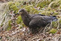 Steppenadler am Grashang