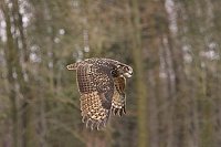 Uhu fliegend Fluegel n unten