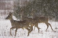 Rehe 3 einjaehrige im Schnee