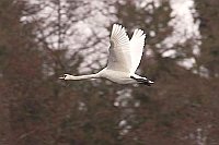 Hoeckerschwan im Flug vor Wald