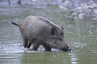 Wildschwein im Wasser trinkend