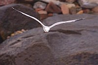 Korallenmoewe v vorn Wasser