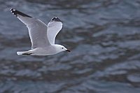 Korallenmoewe ue Wasser Seite