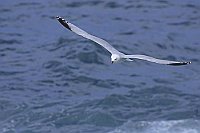 Korallenmoewe v vorn Wasser