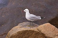 Korallenmoewe auf Kuestenfelse