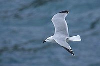 Korallenmoewe Seitenans ue Was