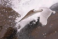 Korallenmoewe ueber Brandung