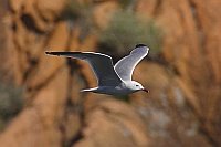 Korallenmoewe v roten Felsen