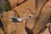 Korallenmoewe v roter Felswand