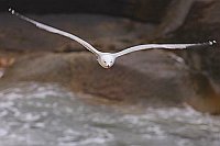 Korallenmoewe v vorn Felsenufe