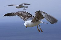 Weisskopfmoewe Flug bremsend