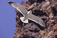 Weisskopfmoewe vor Felswand