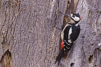 Buntspecht an Korkeiche