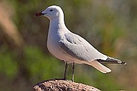 Korallenmoewe auf Stein