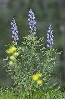 Schmalblaettrige Lupine 3 Stie