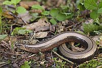 Blindschleiche auf Waldboden
