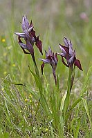 Herzfoermiger Zungenstendel 3