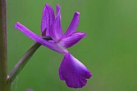 Knabenkraut Einzelbluete