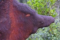 Korkeiche geschaelter Stammber