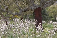 Korkeiche geschaelt mit Affodi