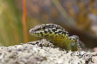 Tyrrhenische Mauereidechse Kop