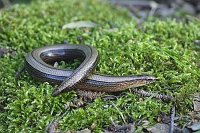 Blindschleiche zusammengerollt