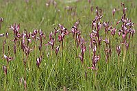 Echter Zungenstendel a Feuchtw