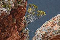 Baumfoermige Wolfsmilch