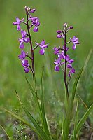 Knabenkraut 2 Stiele