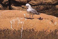 Korallenmoewe bei Gefiederpfle