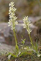 Provence Knabenkraut 2 Stiele