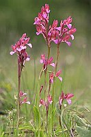 Schmetterlings Knabenkraut Hoc