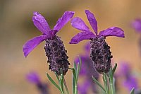 Schopflavendel 2 Blueten