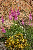 Roter Fingerhut in d Calanche