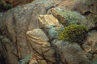 Calanche Felsen Froesche