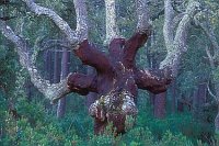 Korkeiche geschaelter Stamm