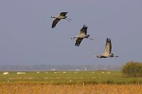 Kraniche 3 Voegel startend