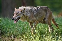 Wolf anpirschend Alpha Weibche