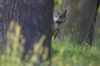 Wolf beobachtend zw Baumstaemm