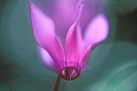 Alpenveilchen Bluete zart