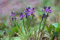 Gewoehnliche Kreuzblume