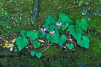 Alpenveilchen Geschweiftbl